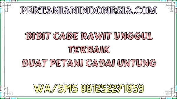 Bibit Cabe Rawit Unggul Terbaik Buat Petani Cabai Untung